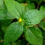 Eleutheranthera ruderalis Flower