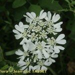 Orlaya grandiflora 花