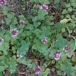 Origanum vulgare Blatt