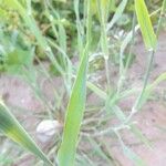 Phalaris minor Feuille