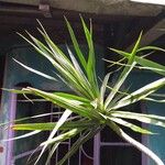 Dracaena reflexaBlad