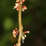 Henriettea duckeana Flower