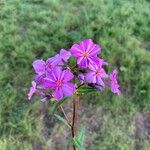 Phlox carolina Flower