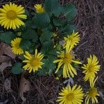 Doronicum columnae Flor