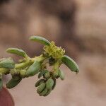 Suaeda foliosa Habitus