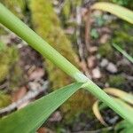 Milium effusum Frunză