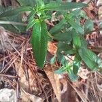 Houstonia purpurea Liść