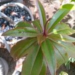 Foetidia mauritiana Leaf