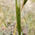 Triticum monococcum 花