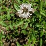 Monardella odoratissima Цветок