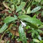 Psychotria urbaniana Blüte
