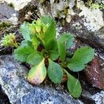 Primula hirsuta Celota