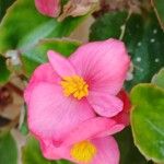 Begonia cucullata Blüte