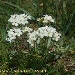 Androsace obtusifolia Libunga