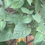 Physalis pruinosa Hoja