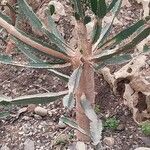 Euphorbia triangularis Leaf