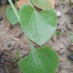 Rumex vesicarius Leaf