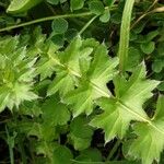 Cirsium acaulon 葉