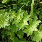 Cirsium acaule Blad