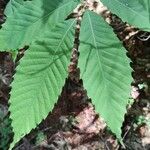 Castanea dentata Leaf