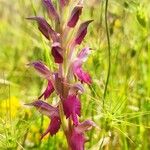 Anacamptis sancta Flor