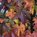 Liquidambar orientalisLeaf