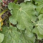 Rheum × hybridum Leaf
