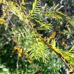 Vachellia caven Φύλλο