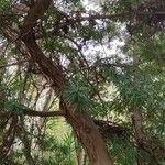 Podocarpus latifolius Συνήθη χαρακτηριστικά