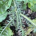 Achillea tomentosa 葉