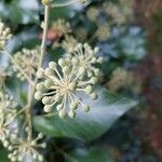 Hedera colchicaFlower