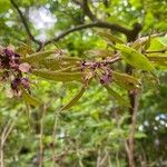 Cercis chinensis Fruto