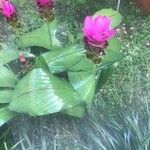 Curcuma zedoaria Flower