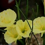 Narcissus bulbocodium Habit