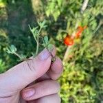 Portulaca trituberculata Blad