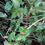 Dissotis rotundifolia Хабит