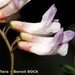 Vicia orobus फूल