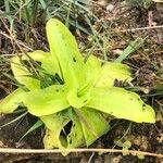 Pinguicula grandiflora Leaf