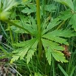 Trollius europaeus Blad