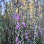 Teucrium creticum Flor