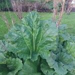 Rheum officinale Feuille