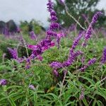 Salvia leucantha花