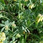 Coronilla minima برگ