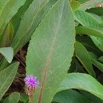 Linzia gerberiformis Flor