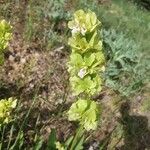 Salvia absconditiflora Flower