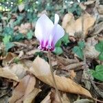 Cyclamen hederifolium Blomma