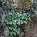 Heuchera rubescens Celota