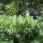 Miconia minutiflora Облик