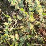 Indigofera cordifolia Leaf