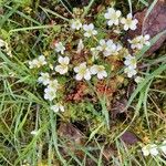 Saxifraga hypnoides Květ